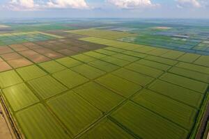 The rice fields are flooded with water. Flooded rice paddies. Agronomic methods of growing rice in the fields. photo