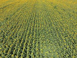 Field of sunflowers. Top view. photo