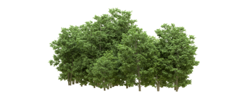 Green forest isolated on background. 3d rendering - illustration png