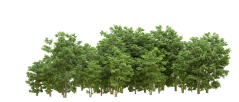 Green forest isolated on background. 3d rendering - illustration png