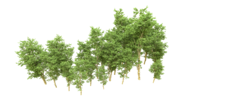 Green forest isolated on background. 3d rendering - illustration png