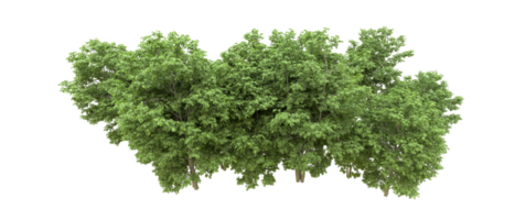 Green forest isolated on background. 3d rendering - illustration png