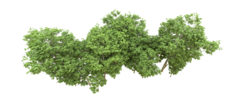 Green forest isolated on background. 3d rendering - illustration png