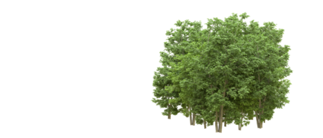 Green forest isolated on background. 3d rendering - illustration png