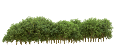 Green forest isolated on background. 3d rendering - illustration png