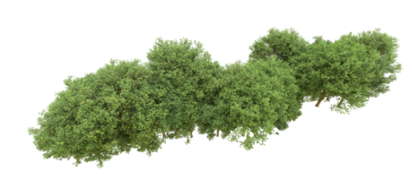 verde foresta isolato su sfondo. 3d interpretazione - illustrazione png