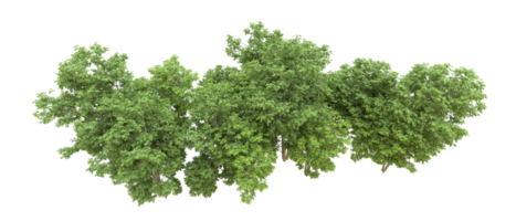 Green forest isolated on background. 3d rendering - illustration png