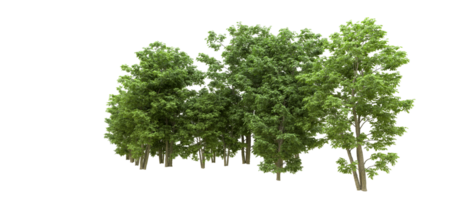 Green forest isolated on background. 3d rendering - illustration png