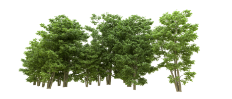 Green forest isolated on background. 3d rendering - illustration png