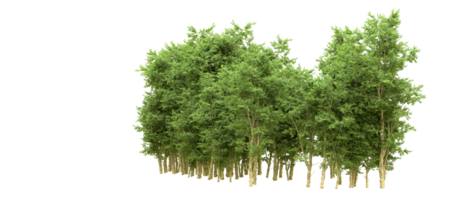 Green forest isolated on background. 3d rendering - illustration png