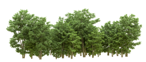 Grün Wald isoliert auf Hintergrund. 3d Rendern - - Illustration png