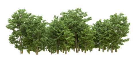 Green forest isolated on background. 3d rendering - illustration png