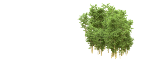 Green forest isolated on background. 3d rendering - illustration png