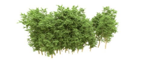 Green forest isolated on background. 3d rendering - illustration png