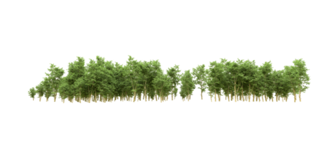 Green forest isolated on background. 3d rendering - illustration png