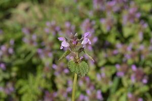 Lamium purpureum blooming in the garden. photo