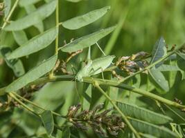 The isofya on the stalk of licorice is bare. Grasshopper isofia photo