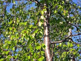 Birch with green leaves in summer. Thicket birches. photo