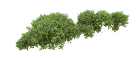 Green forest isolated on background. 3d rendering - illustration png