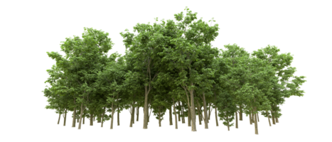 Green forest isolated on background. 3d rendering - illustration png