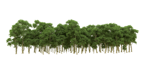 Green forest isolated on background. 3d rendering - illustration png