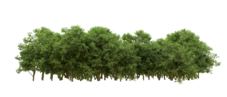 Green forest isolated on background. 3d rendering - illustration png