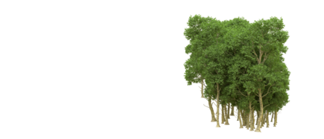 vert forêt isolé sur Contexte. 3d le rendu - illustration png