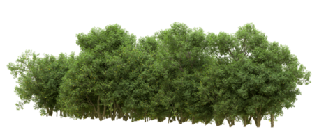 Green forest isolated on background. 3d rendering - illustration png