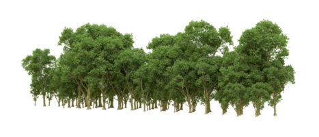 Green forest isolated on background. 3d rendering - illustration png