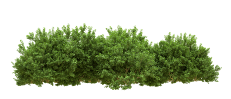 Green forest isolated on background. 3d rendering - illustration png