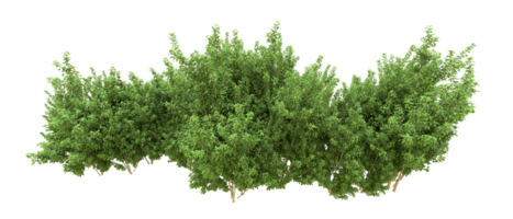 Green forest isolated on background. 3d rendering - illustration png