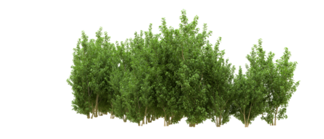 Green forest isolated on background. 3d rendering - illustration png