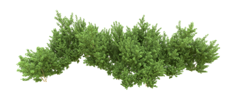 Green forest isolated on background. 3d rendering - illustration png