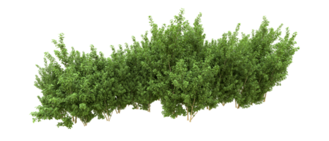 Green forest isolated on background. 3d rendering - illustration png