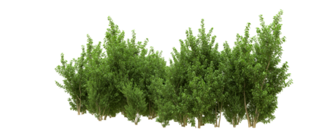 Green forest isolated on background. 3d rendering - illustration png