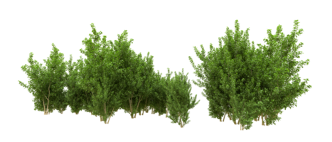 Green forest isolated on background. 3d rendering - illustration png