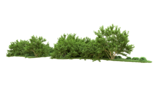 Green forest isolated on background. 3d rendering - illustration png