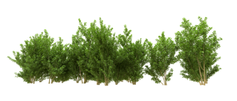 Green forest isolated on background. 3d rendering - illustration png