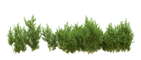 Green forest isolated on background. 3d rendering - illustration png