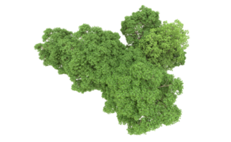 verde foresta isolato su sfondo. 3d interpretazione - illustrazione png