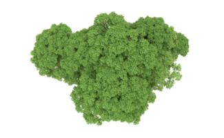 verde bosque aislado en antecedentes. 3d representación - ilustración png