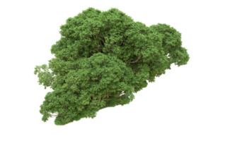 verde bosque aislado en antecedentes. 3d representación - ilustración png