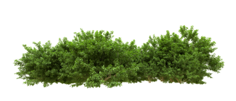 Green forest isolated on background. 3d rendering - illustration png