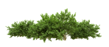 Green forest isolated on background. 3d rendering - illustration png