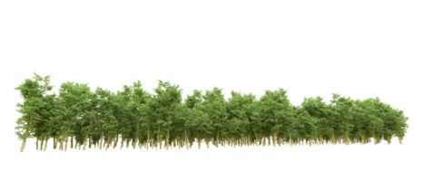 Green forest isolated on background. 3d rendering - illustration png