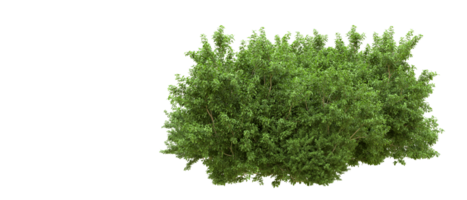 Green forest isolated on background. 3d rendering - illustration png