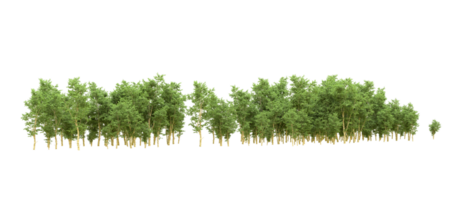 Green forest isolated on background. 3d rendering - illustration png