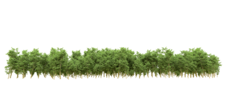 Green forest isolated on background. 3d rendering - illustration png