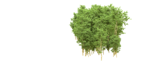 Green forest isolated on background. 3d rendering - illustration png