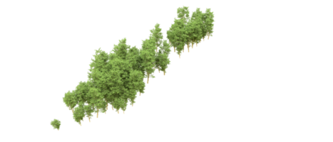 Green forest isolated on background. 3d rendering - illustration png